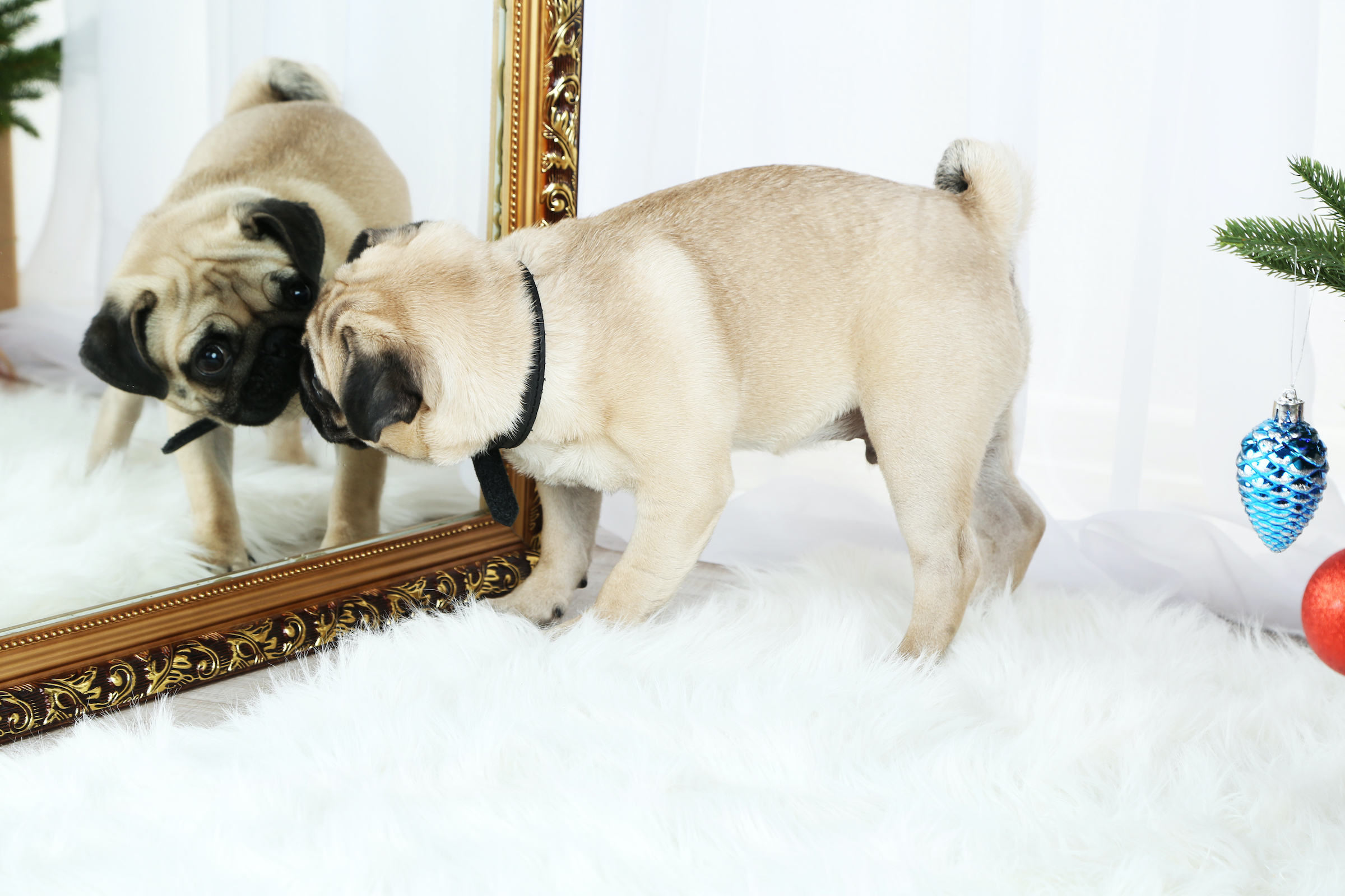 What to Know About Dogs And Their Reflections in Mirrors | PawTracks What to Know About Dogs And Their Reflections in Mirrors | PawTracks