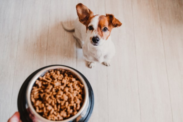 A puppy stares at a bowl of dry kibble