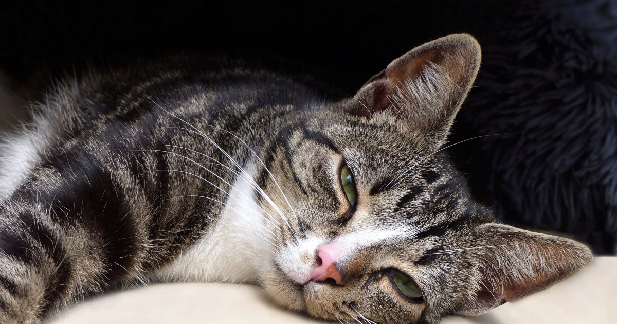 Here's What Your Cat's Slow, Relaxed Blinking Really Means PawTracks
