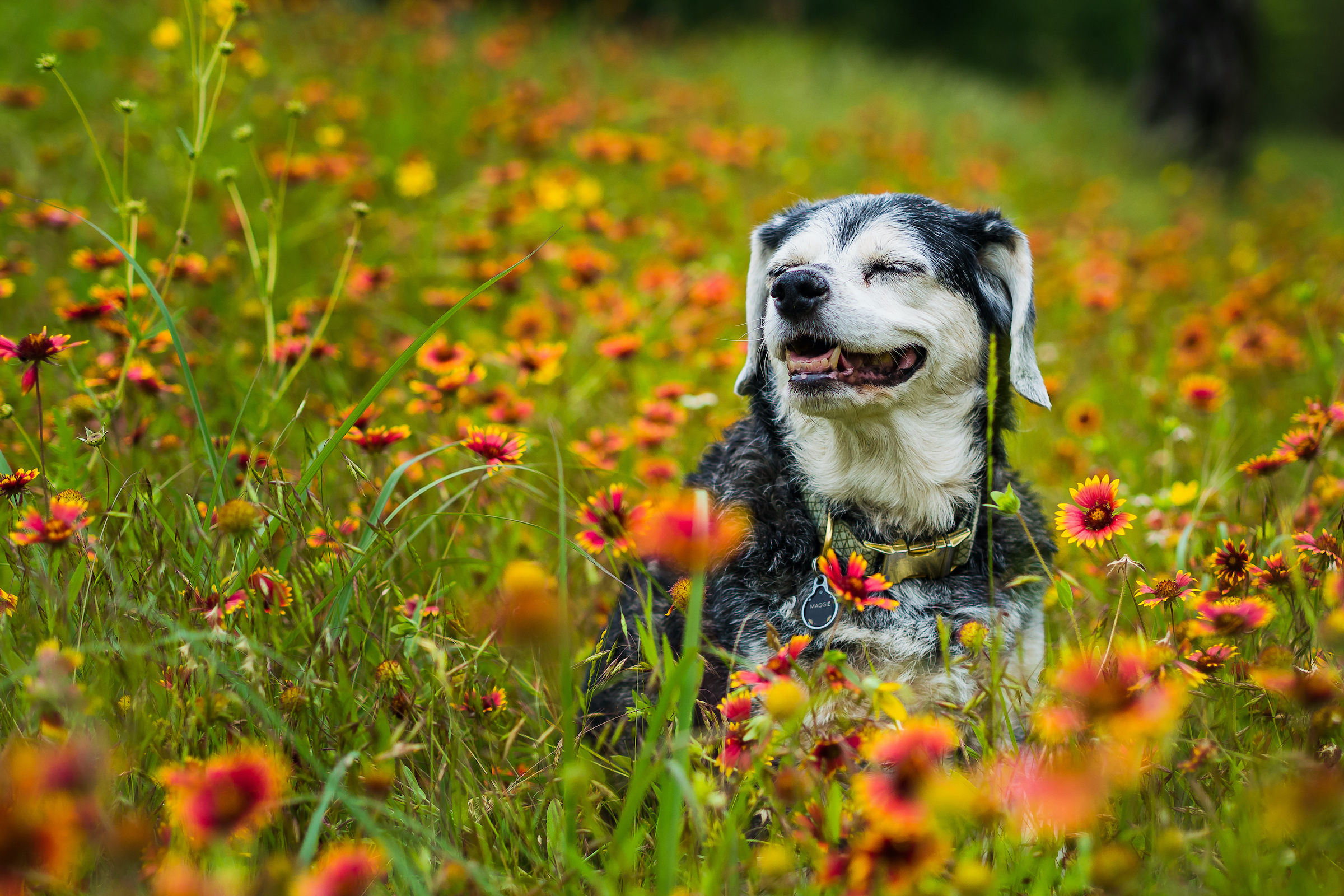 A small senior dog sits in a field of wildflowers