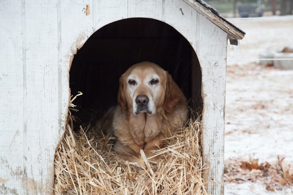 A senior Labrador Retriever lies on a bed of straw in a dog house