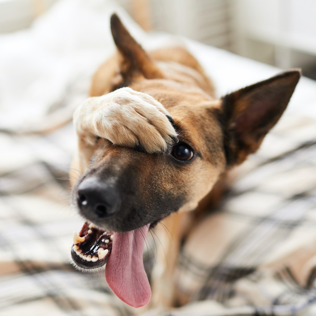 A shepherd dog lies on the bed and puts a paw over their face