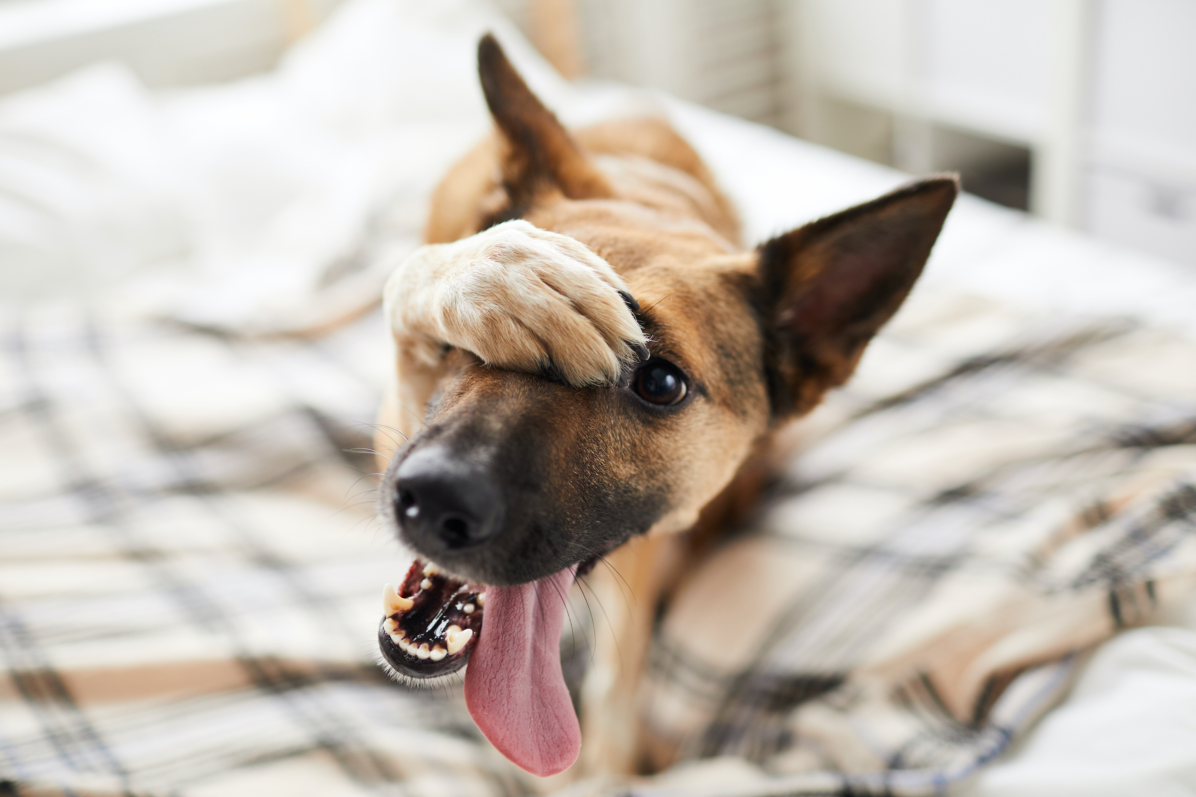 A shepherd dog lies on the bed and puts a paw over their face