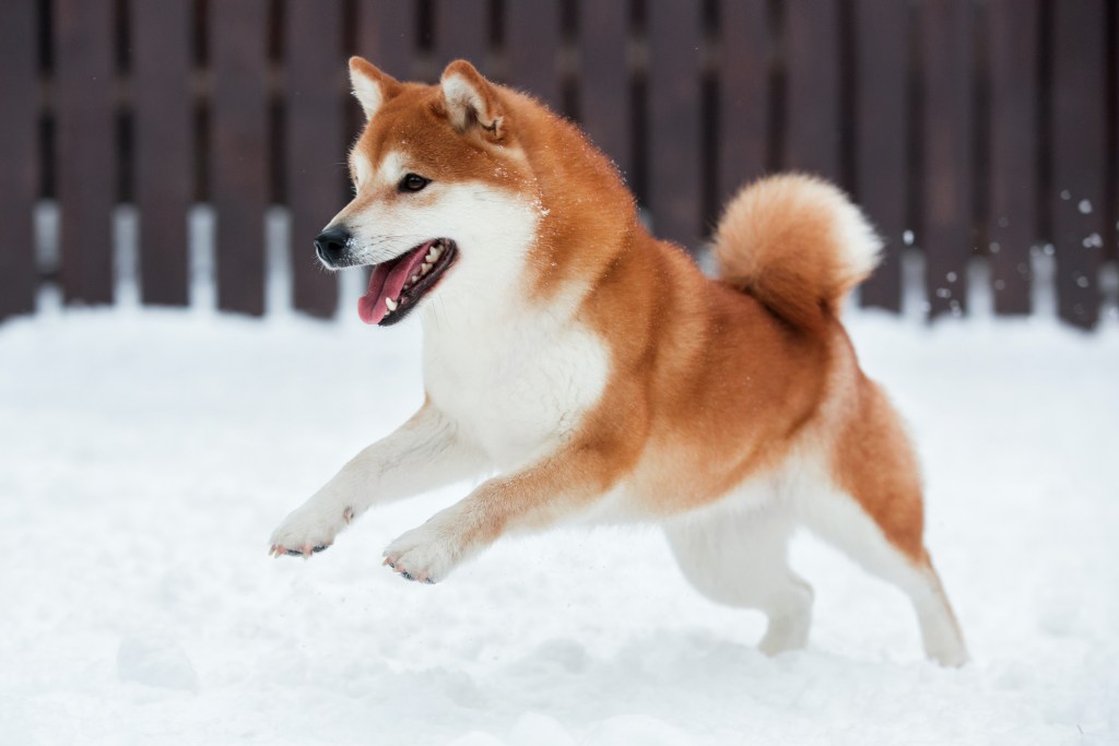A red and white Shiba Inu jumps through the snow in a fenced backyard