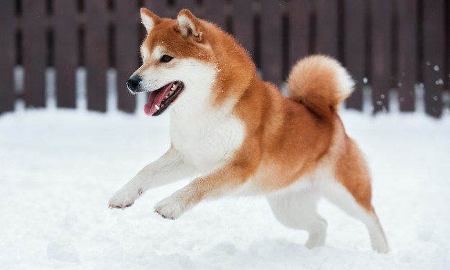 A red and white Shiba Inu jumps through the snow in a fenced backyard