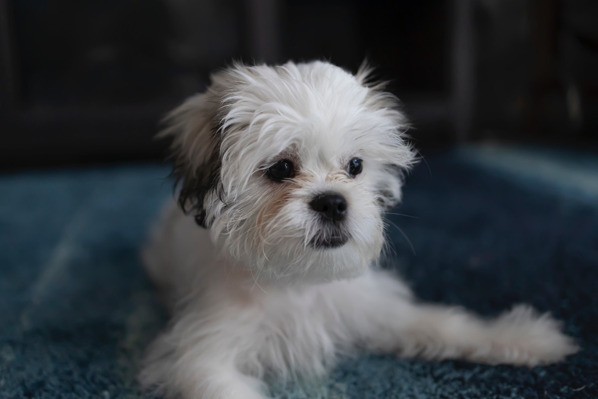 shih tzu guli ant mėlyno kilimo