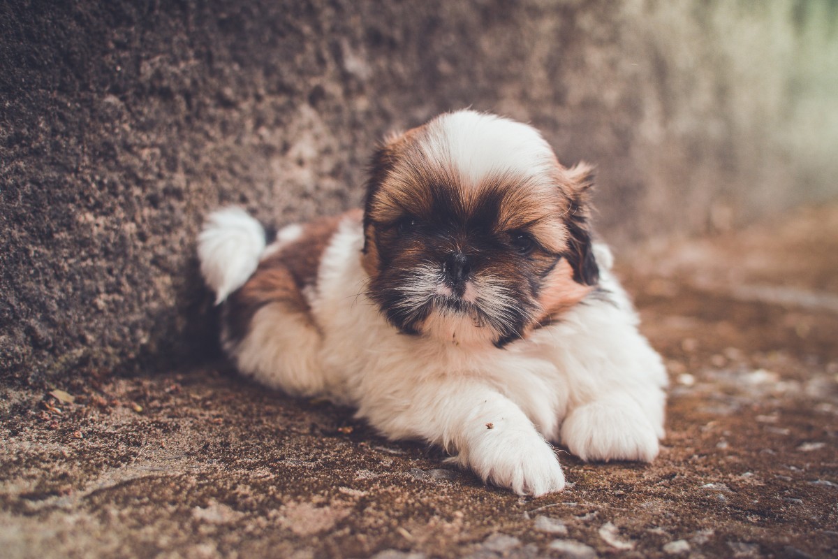 How long do Shih-Tzus usually live?