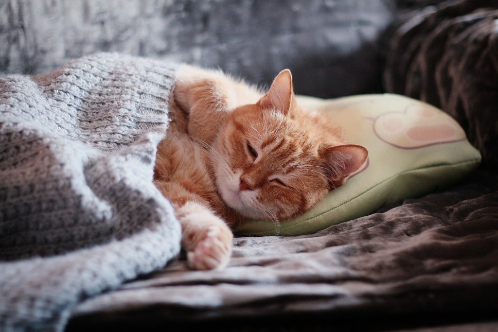 Orange cat sleeping on a bed covered by a blanket