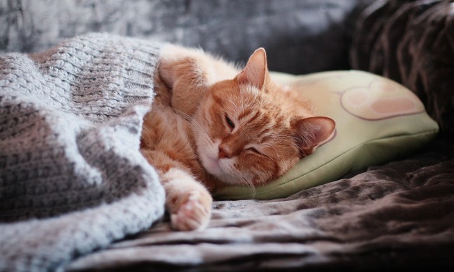 Orange cat sleeping on a bed covered by a blanket