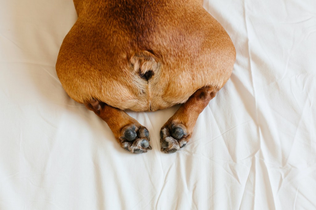 Small dog's butt, tail, and back paws while lying on a bed
