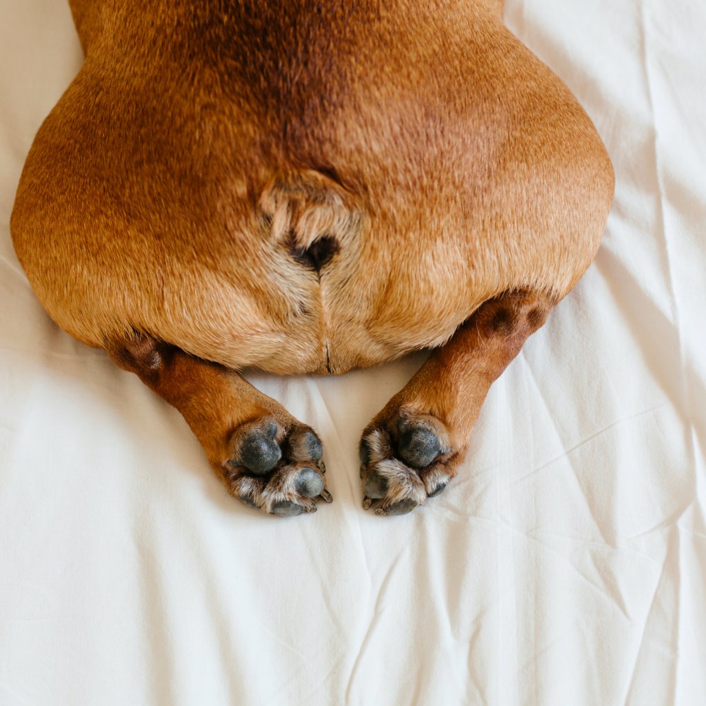 Small dog's butt, tail, and back paws while lying on a bed