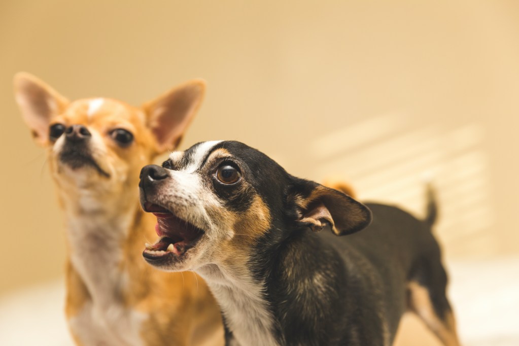Two Chihuahuas, one barking. stand in front of a beige background