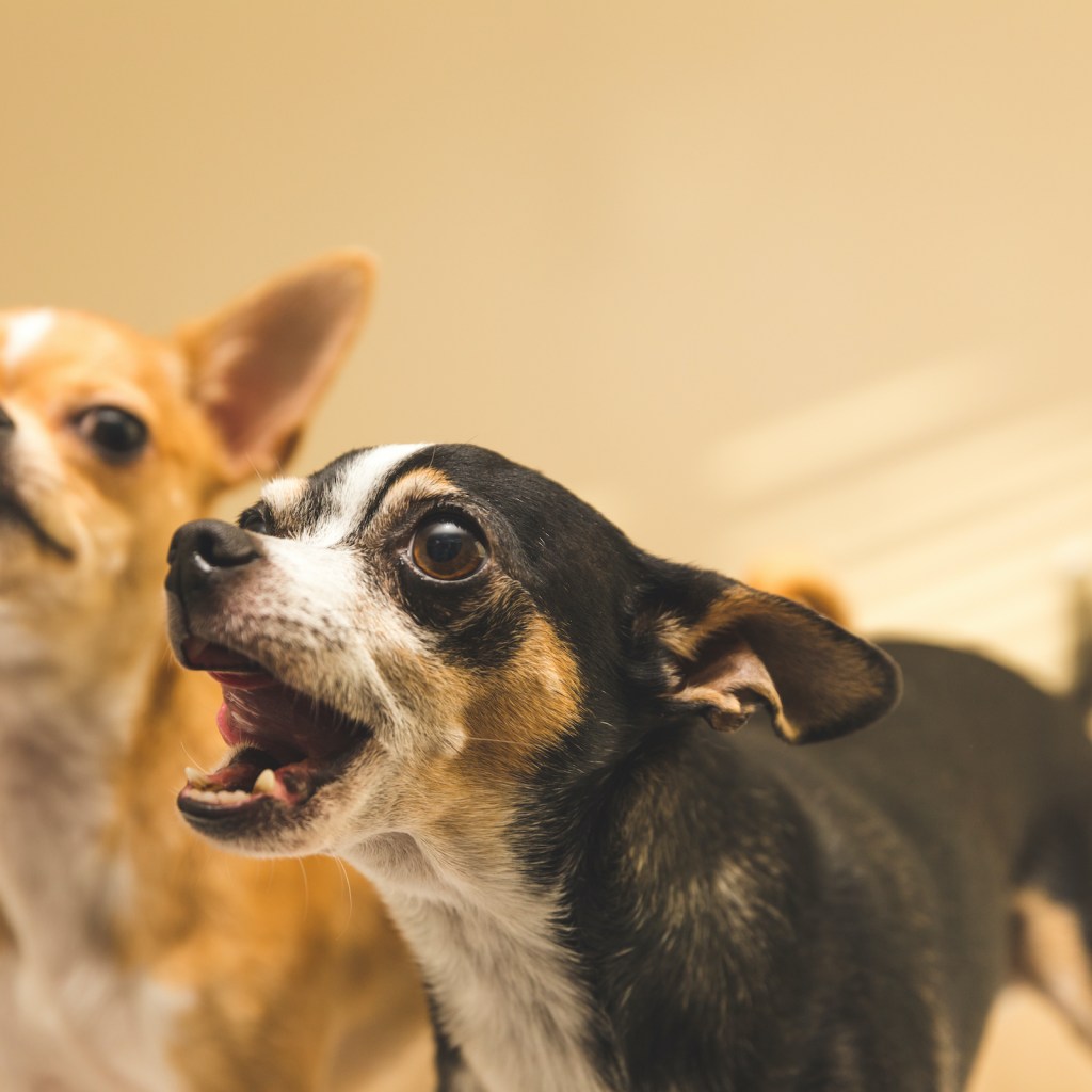 Two chihuahuas, one barking. stand in front of a beige background.