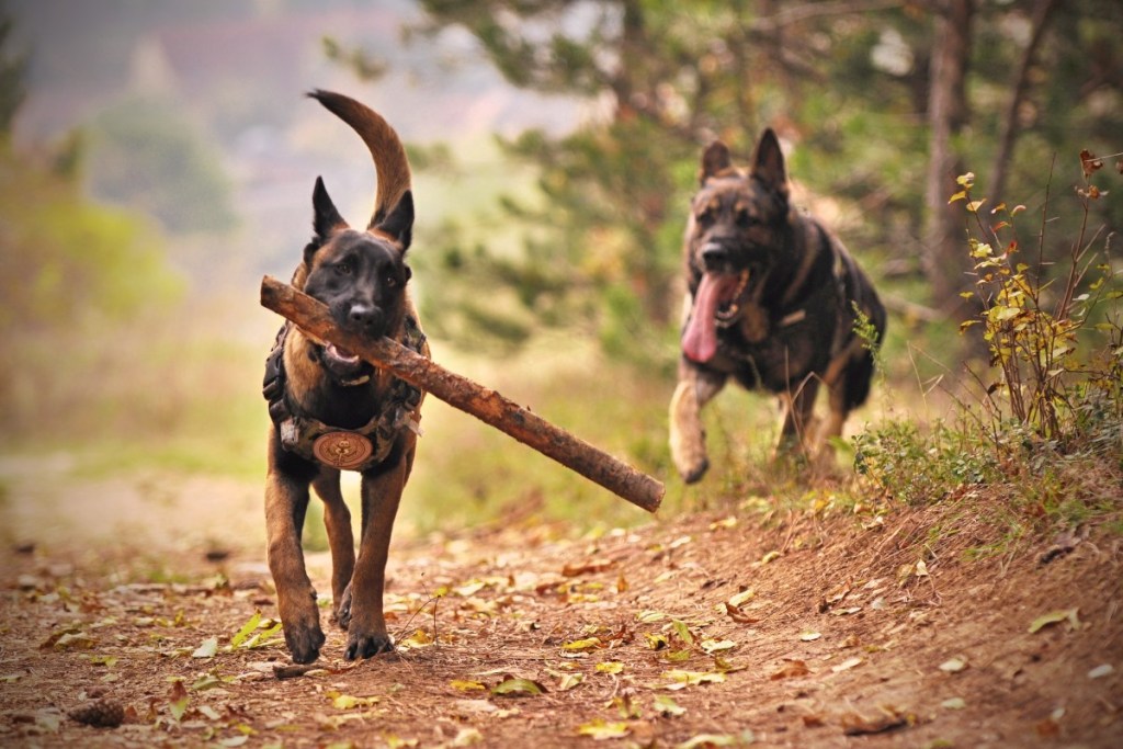 two german shepherds walking in the woods