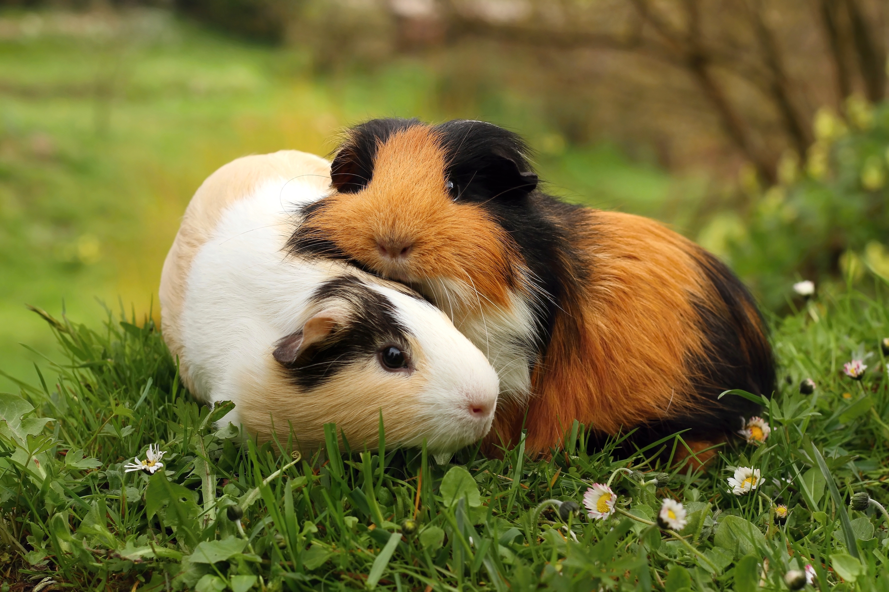 Here Are 5 Ways To Extend Your Guinea Pig s Lifespan PawTracks