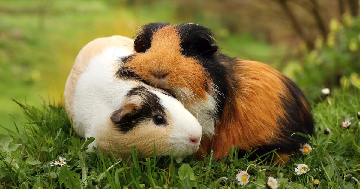 Here Are 5 Ways To Extend Your Guinea Pig's Lifespan PawTracks