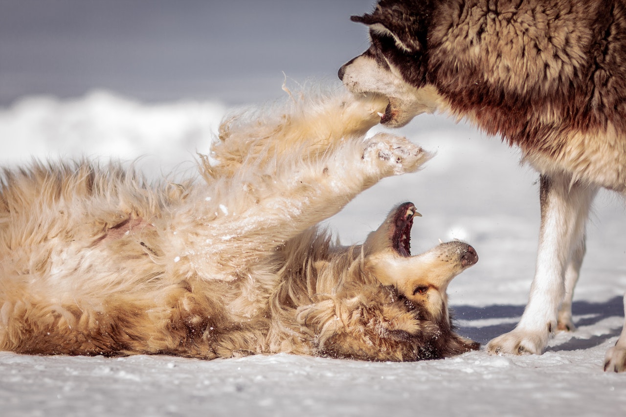 Two malamutes playing in the snow