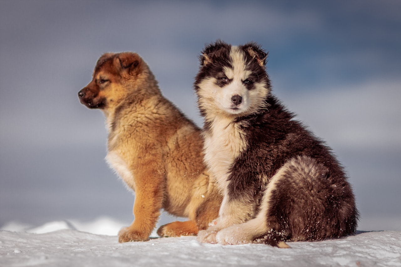Two puppies sitting in the snow