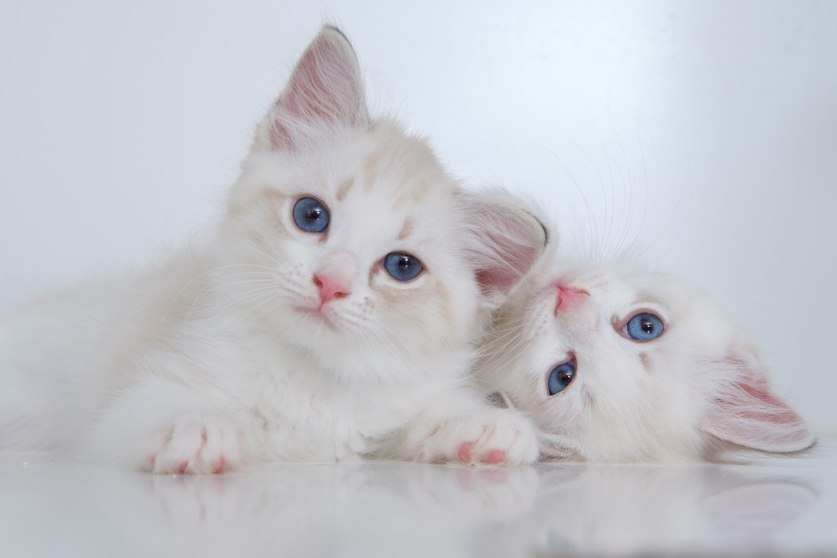 https://www.pawtracks.com/wp-content/uploads/sites/2/2021/12/two-white-kittens-looking-curious.jpg?p=1