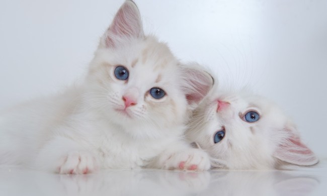 Two white kittens looking curious