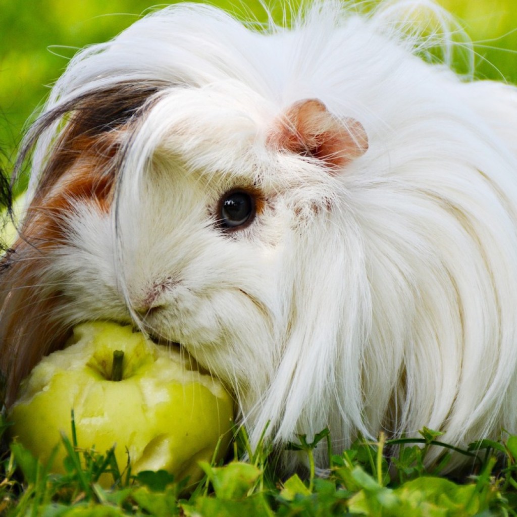 A white and a black guinea pig share a green apple