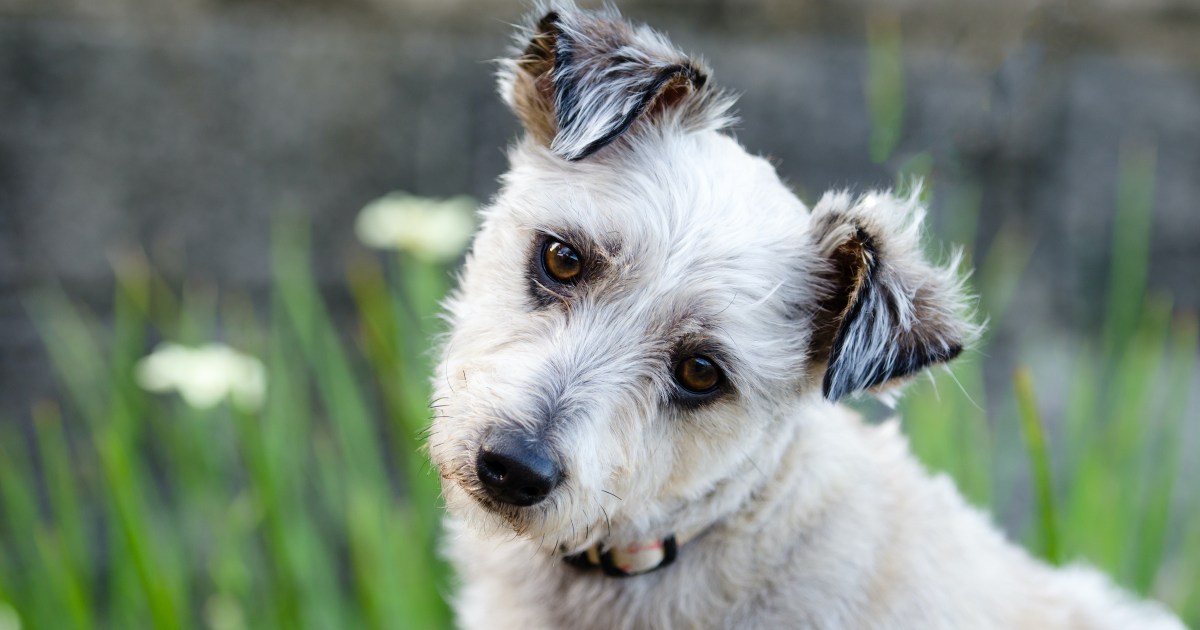 Here's What It Means When Your Dog Tilts Their Head At You PawTracks