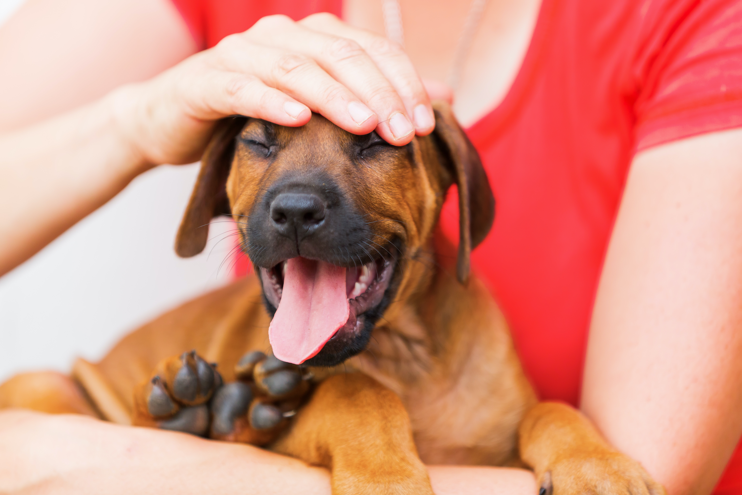 A woman holds and pets a Rhodesian Ridgeback puppy