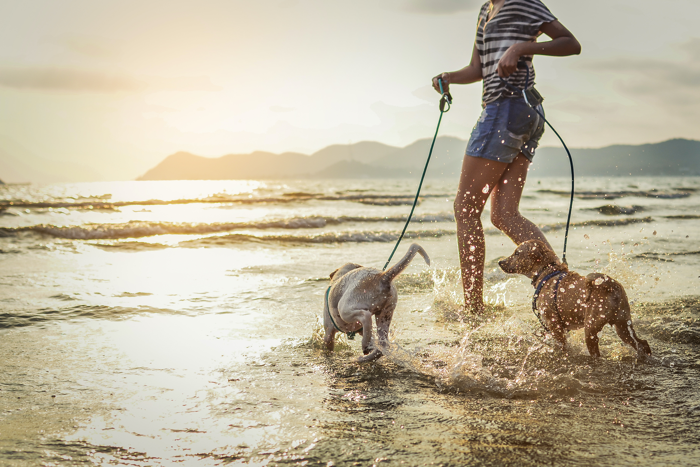 5 Dog-friendly Florida Destinations To Visit This Winter | PawTracks