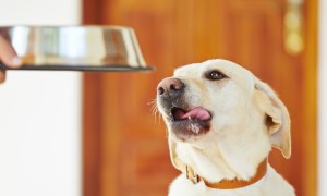 A yellow labrador licks his lips as he waits for his meal