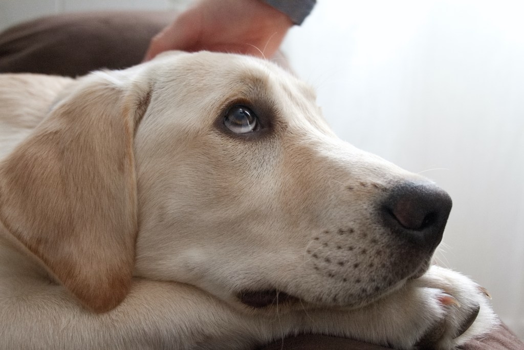 Geltonasis labradoro retriveris žiūri į viršų didelėmis akimis, kai kas nors nusileidžia jo paglostyti