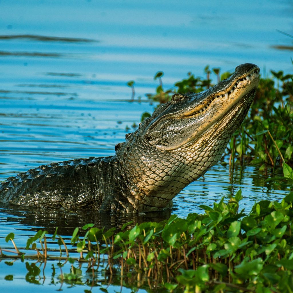 Alligator wades in swamp with plants