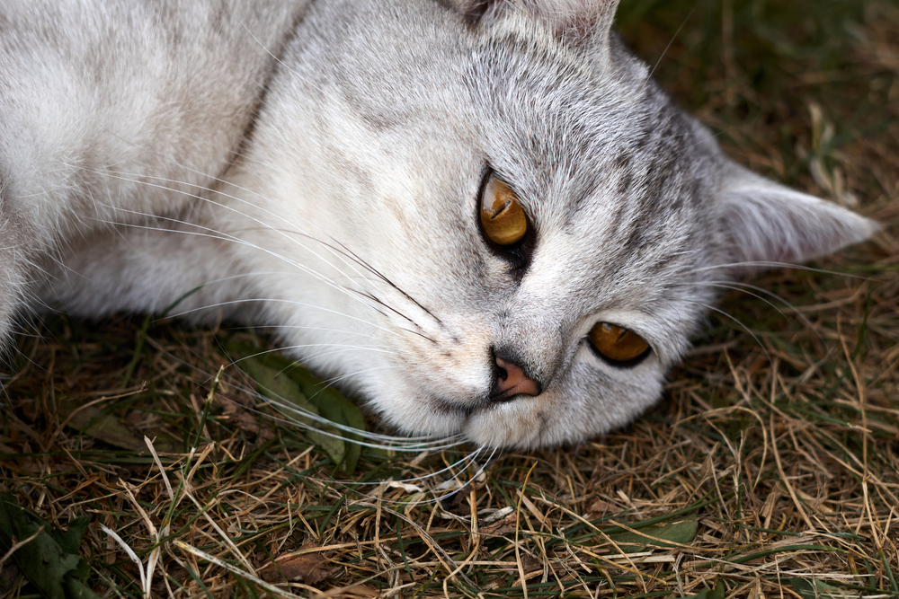 An amber-eyed gray cat sprawls out in the grass.