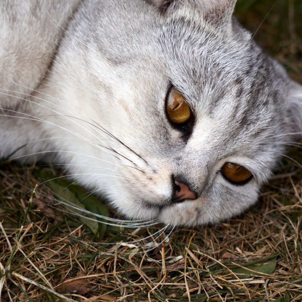 An amber-eyed gray cat sprawls out in the grass.