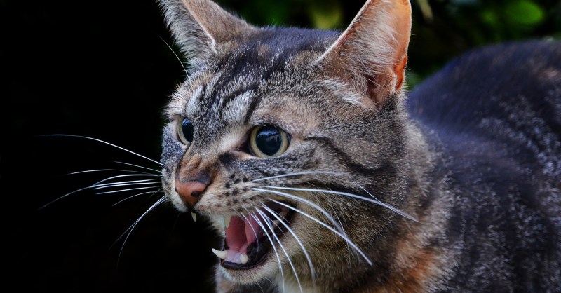 What Are the Signs of Rabies in Cats? What to Look Out For | PawTracks