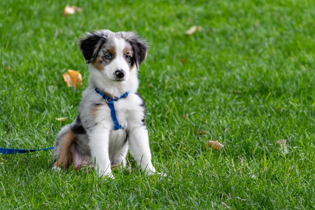 An Australian cattle dog puppy wearing a blue harness sits in a grassy yard.