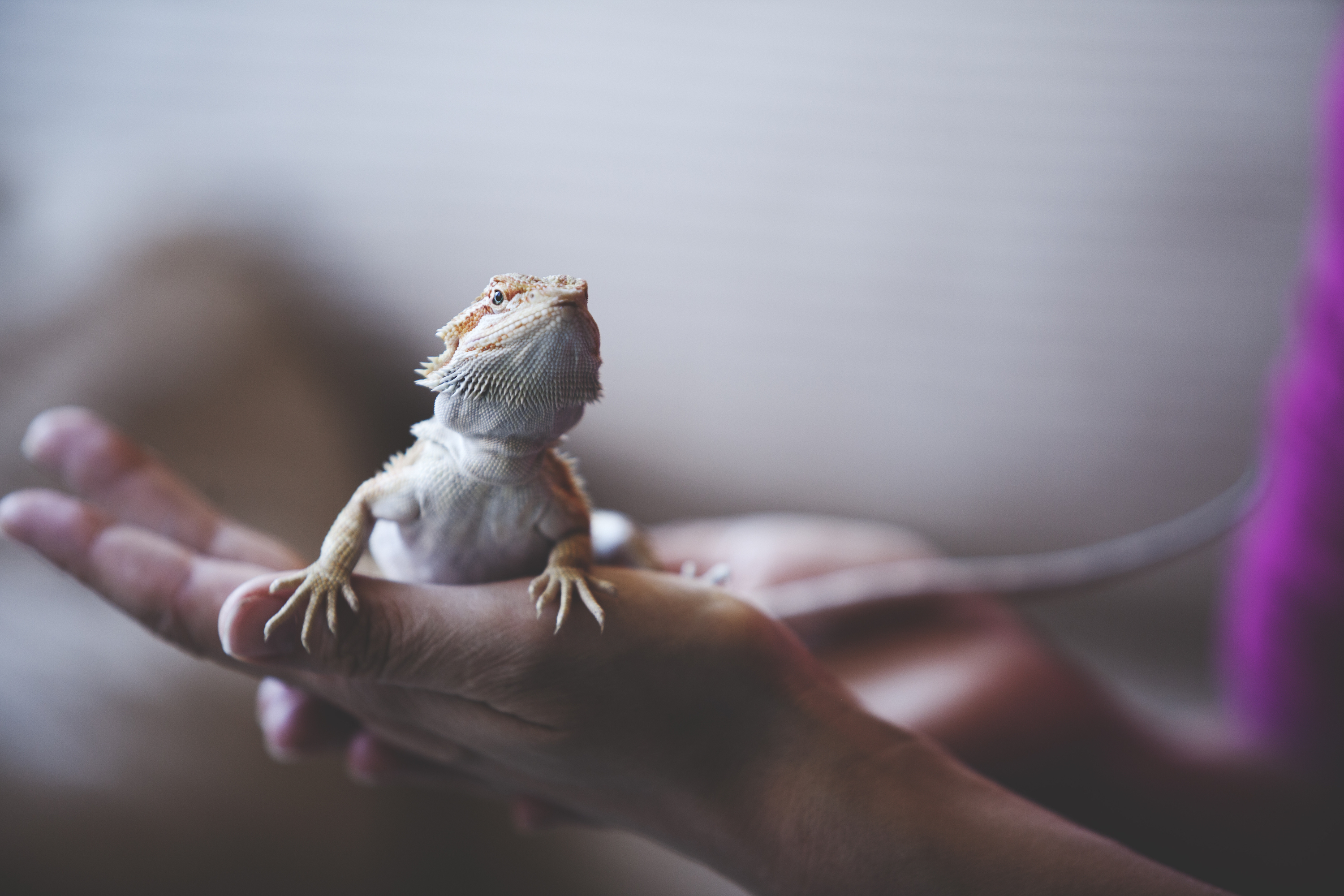Bearded dragon being held in his owner's hands