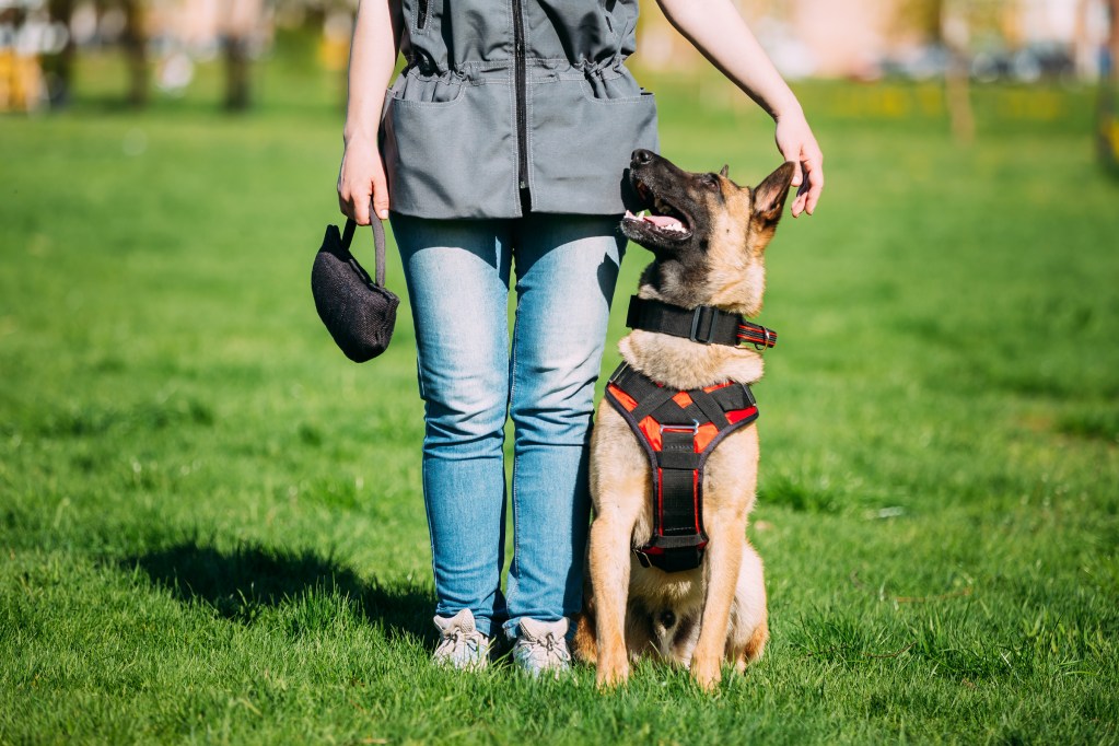 A Belgian Malinois dog sits next to their owner during training