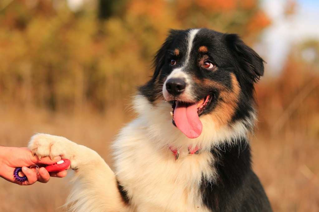 A Bernese Mountain Dog offers their paw during a training session