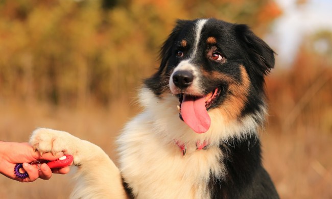 A Bernese mountain dog offers their paw during a training session