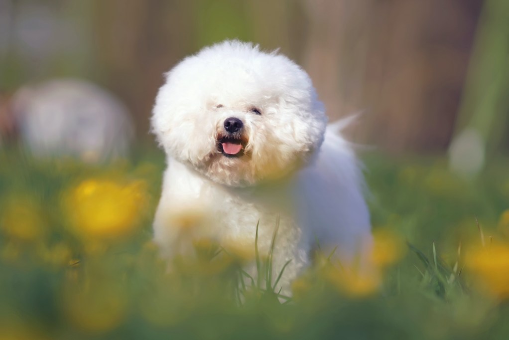 A fluffy Bichon Frise stands in a field of grass and flowers