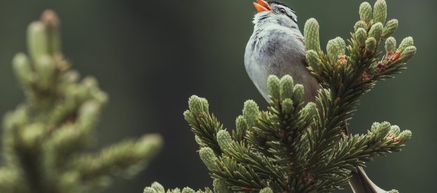 Bird sings from a perch in a pine tree