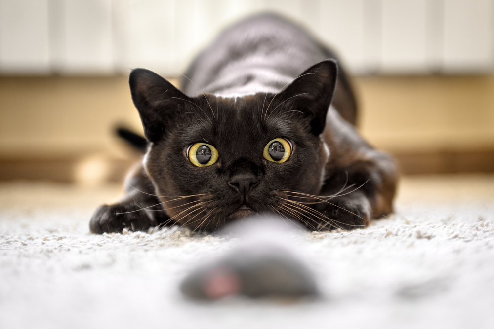 A black Burmese cat stalks a toy mouse, preparing to pounce.