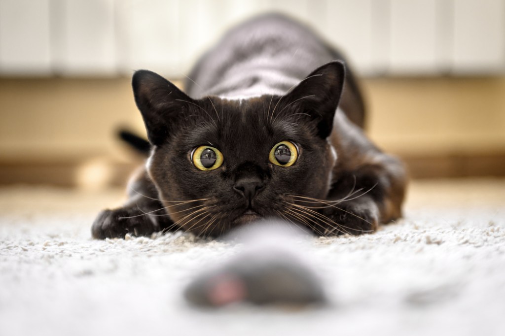 A black Burmese cat stalks a toy mouse, preparing to pounce.