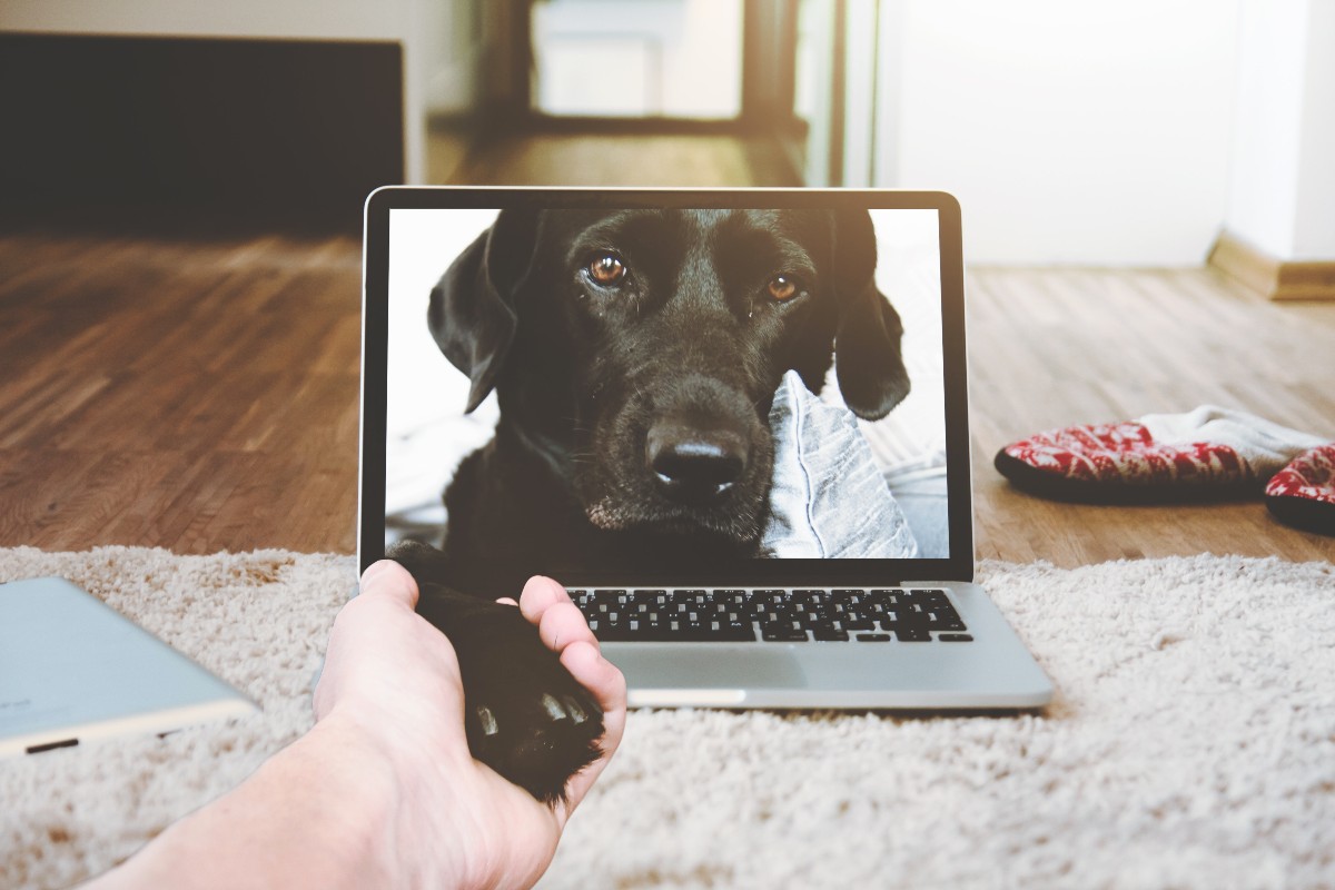 a black lab on a computer screen