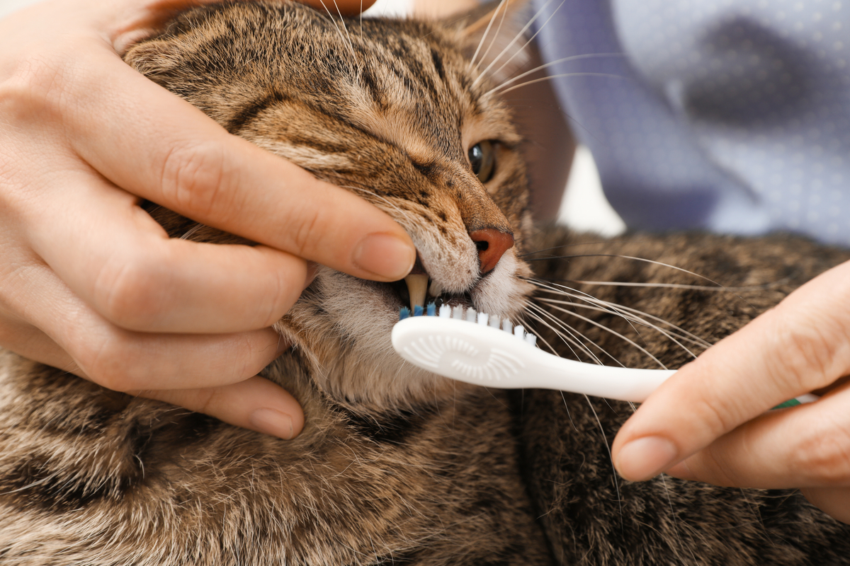 Here's How to Safely and Effectively Clean Your Cat's Teeth PawTracks