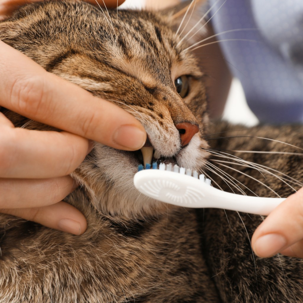 A person lifting a cat's lip and brushing its teeth with a toothbrush