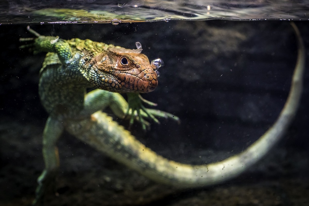 Lizard looks out while swimming in a tank