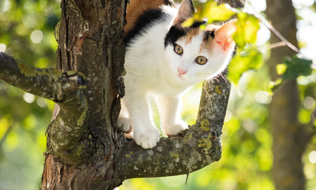 Calico cat climbing in a tree