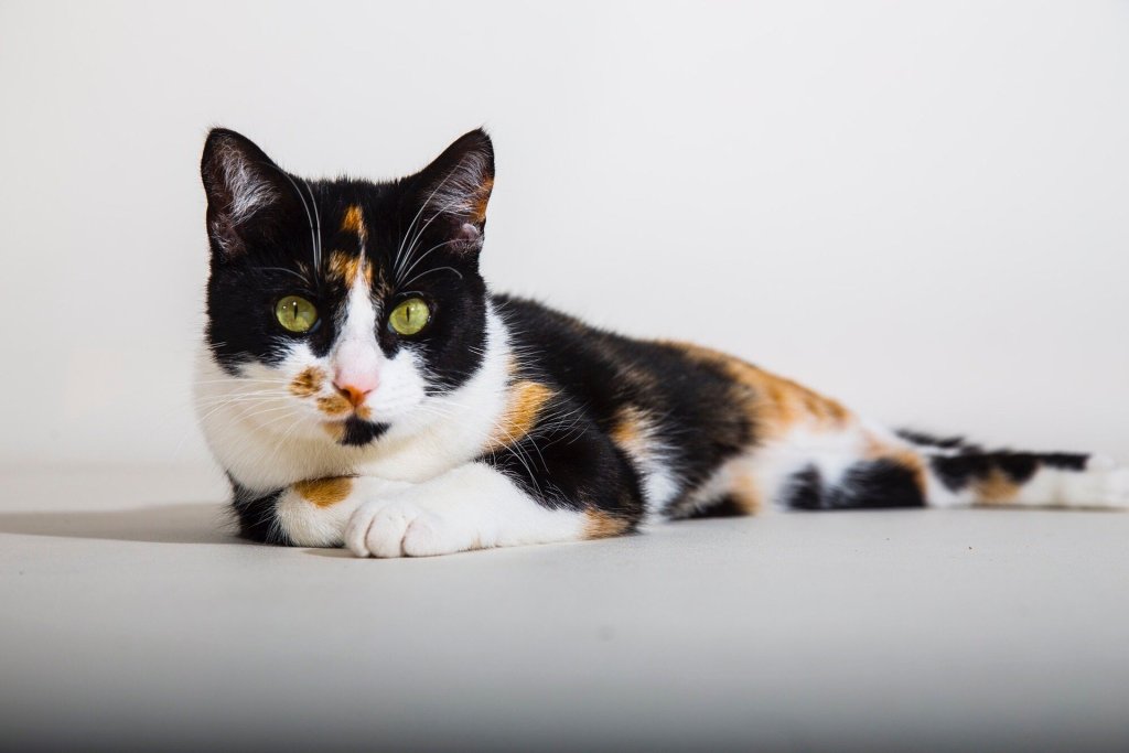 Here'S What To Know About Your Calico Cat'S Health | Pawtracks