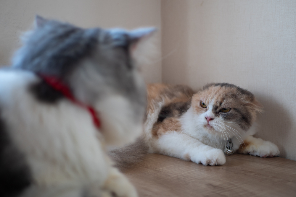 A calico cat with her ears flatten glares at a gray and white cat.